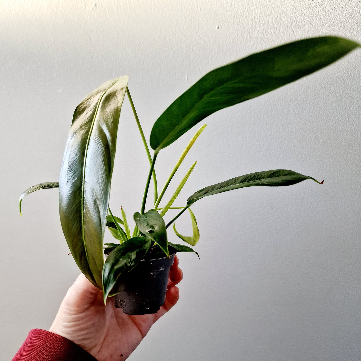 Philodendron Spiritus Sancti Houseplant with more than 1 plant growing in the 6cm pot