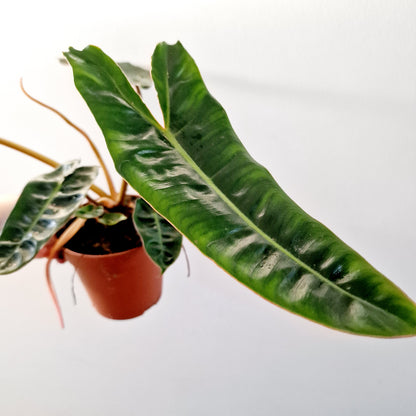 Philodendron Billietiae Rare Houseplant 12cm pot