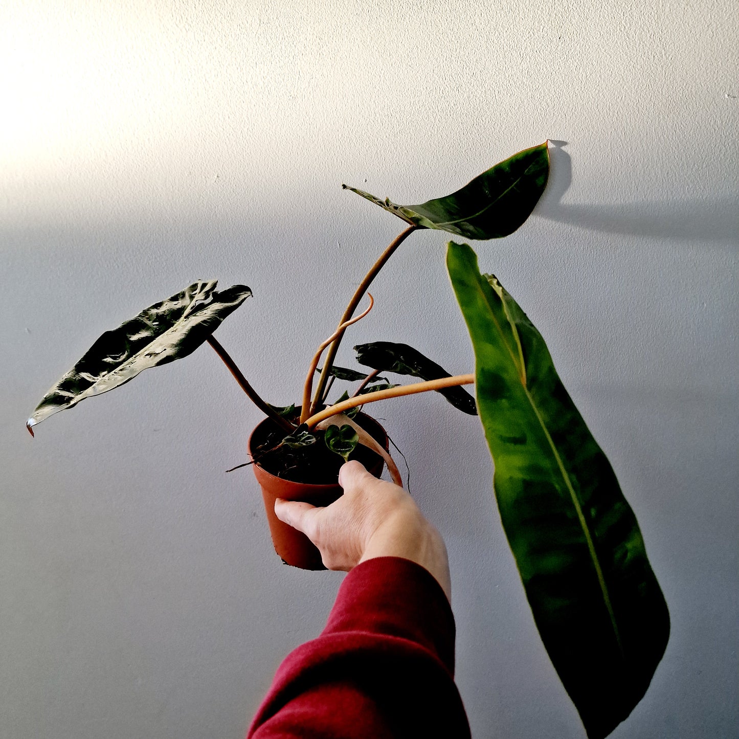 Philodendron Billietiae Rare Houseplant 12cm pot