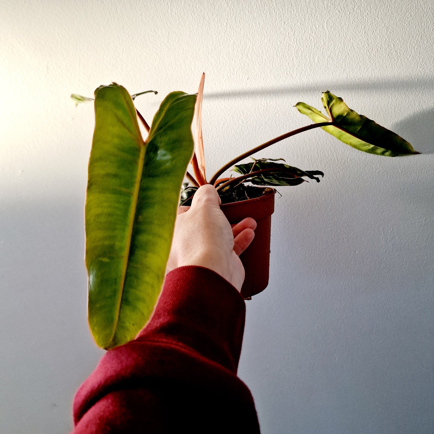 Philodendron Billietiae Rare Houseplant 12cm pot