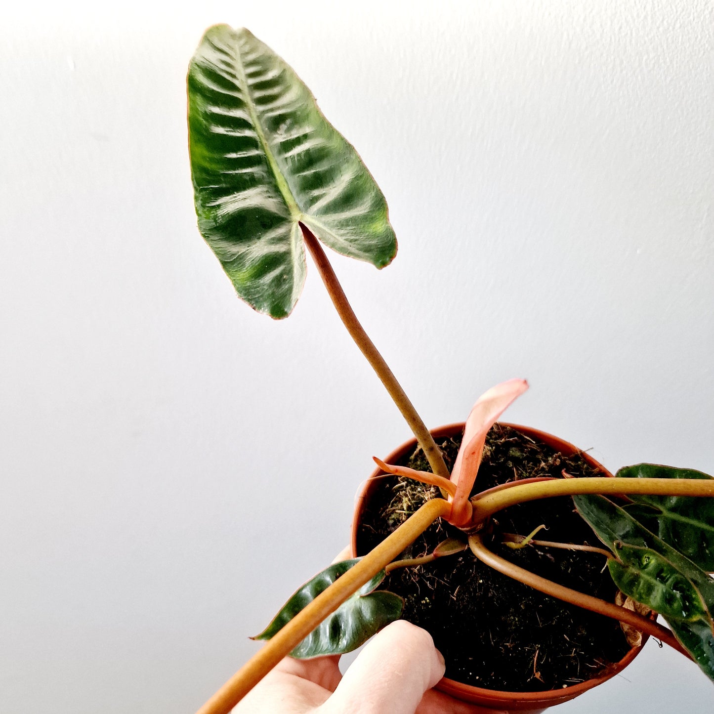 Philodendron Billietiae Rare Houseplant 12cm pot