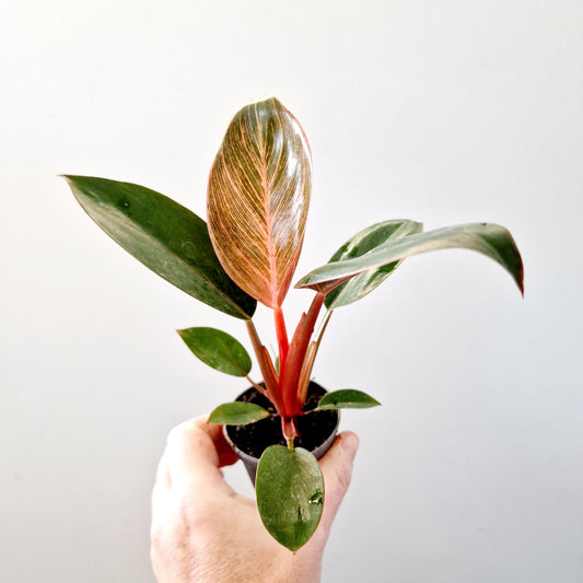 Philodendron Birkin Pink Bikini Rare Houseplant 6cm pot