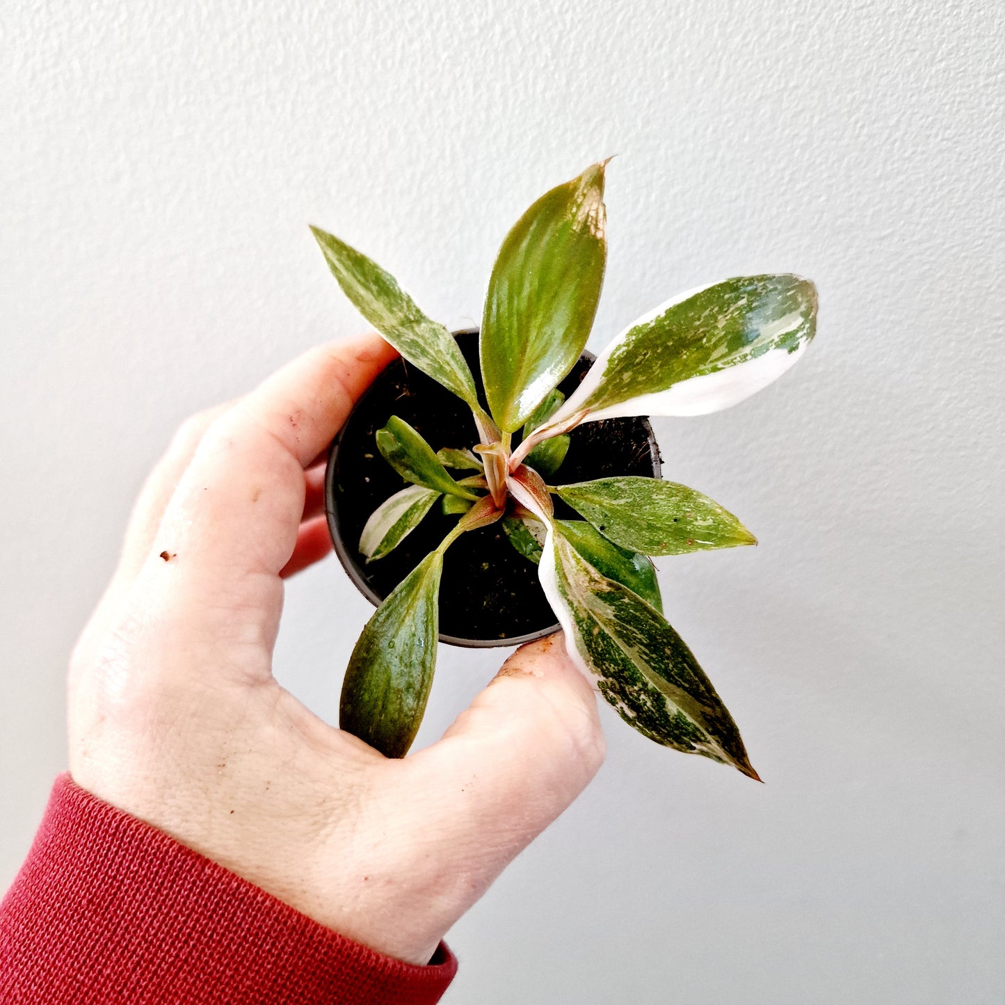 Philodendron Red Anderson Houseplant 6cm pot