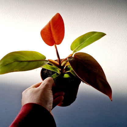 Philodendron Prince of Orange Houseplant 12cm pot