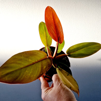 Philodendron Prince of Orange Houseplant 12cm pot