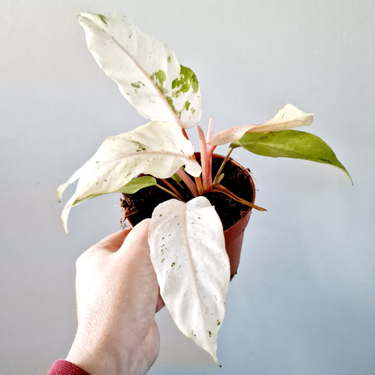 Philodendron Snowdrift Houseplant 12cm pot