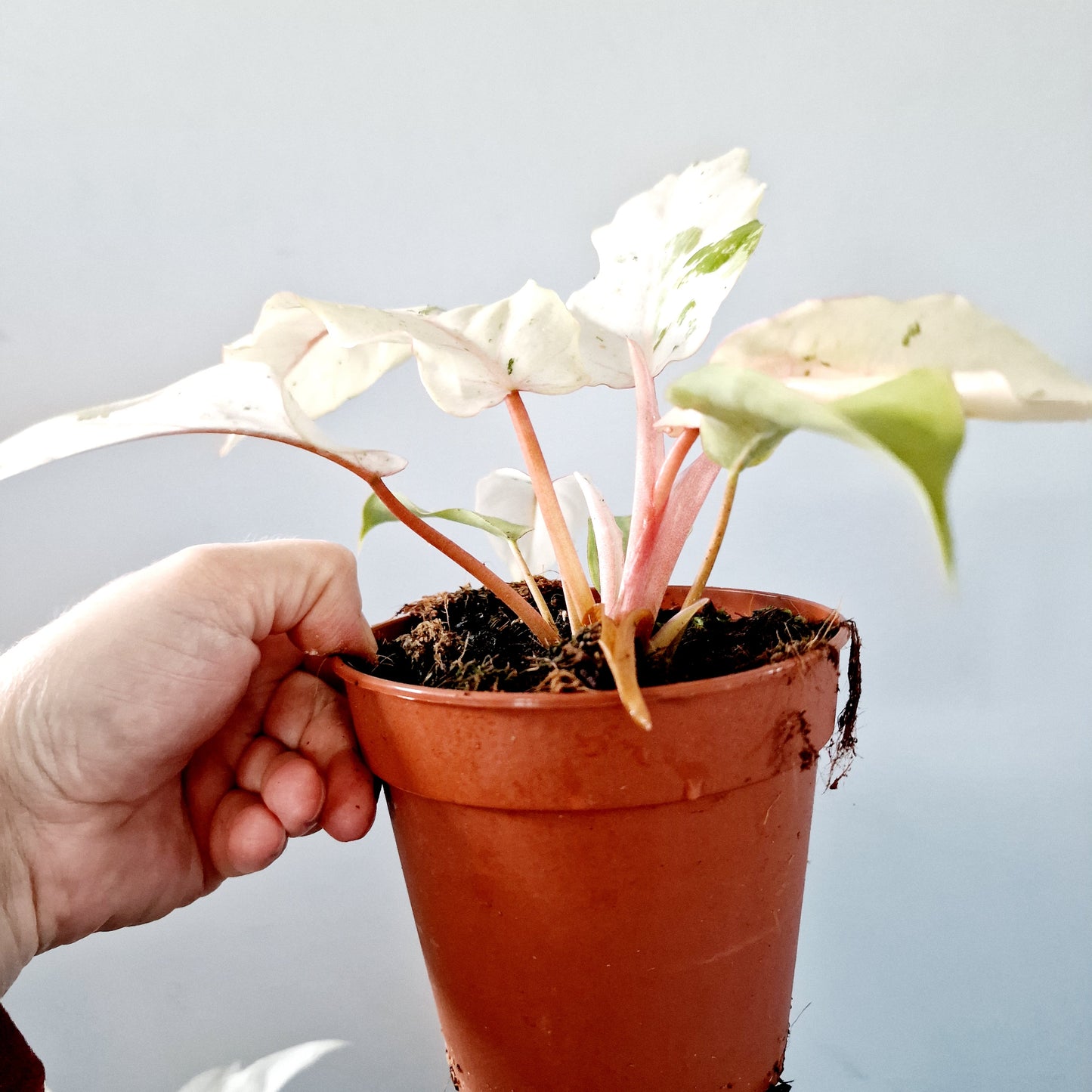 Philodendron Snowdrift Houseplant 12cm pot