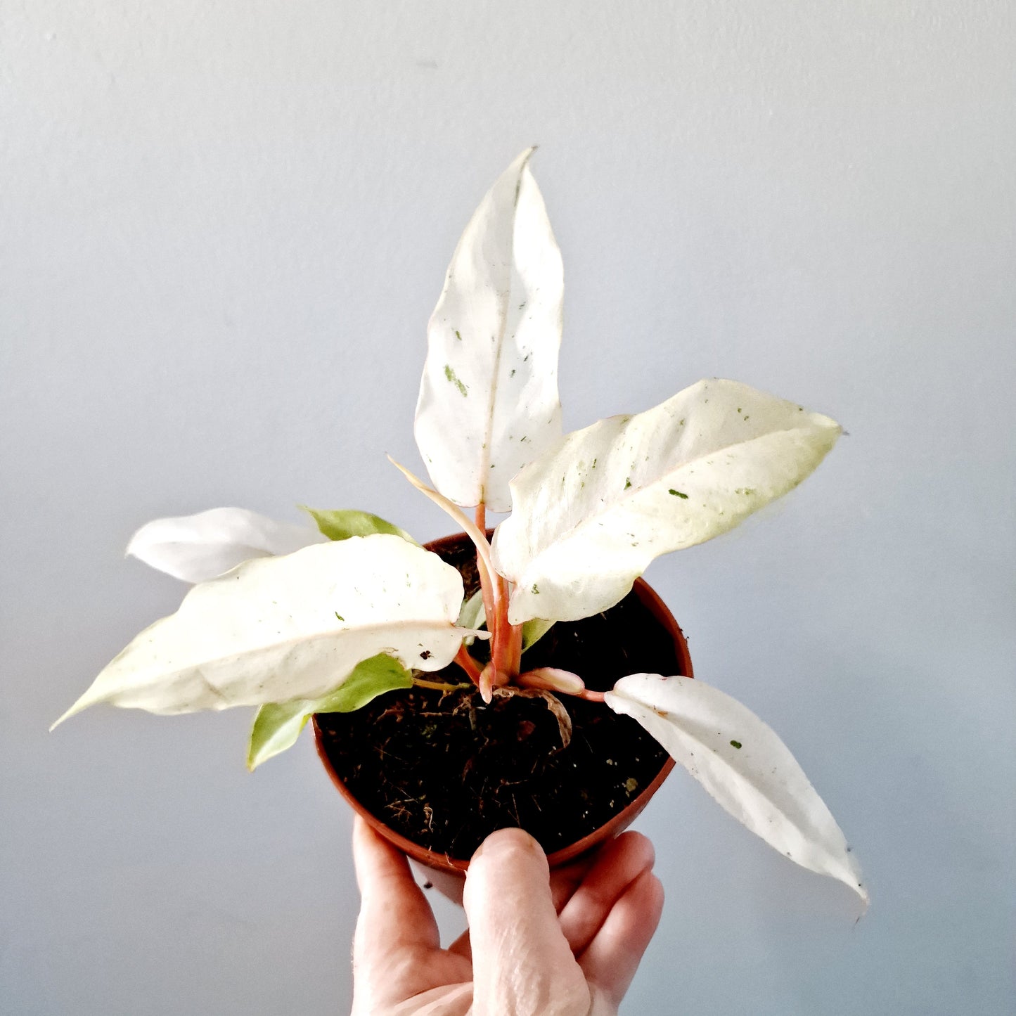 Philodendron Snowdrift Houseplant 12cm pot