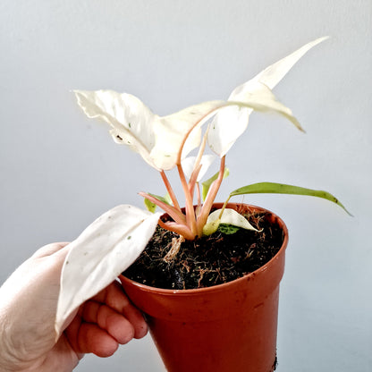 Philodendron Snowdrift Houseplant 12cm pot