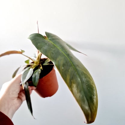 Philodendron Atabepoense Rare Houseplant 12cm pot