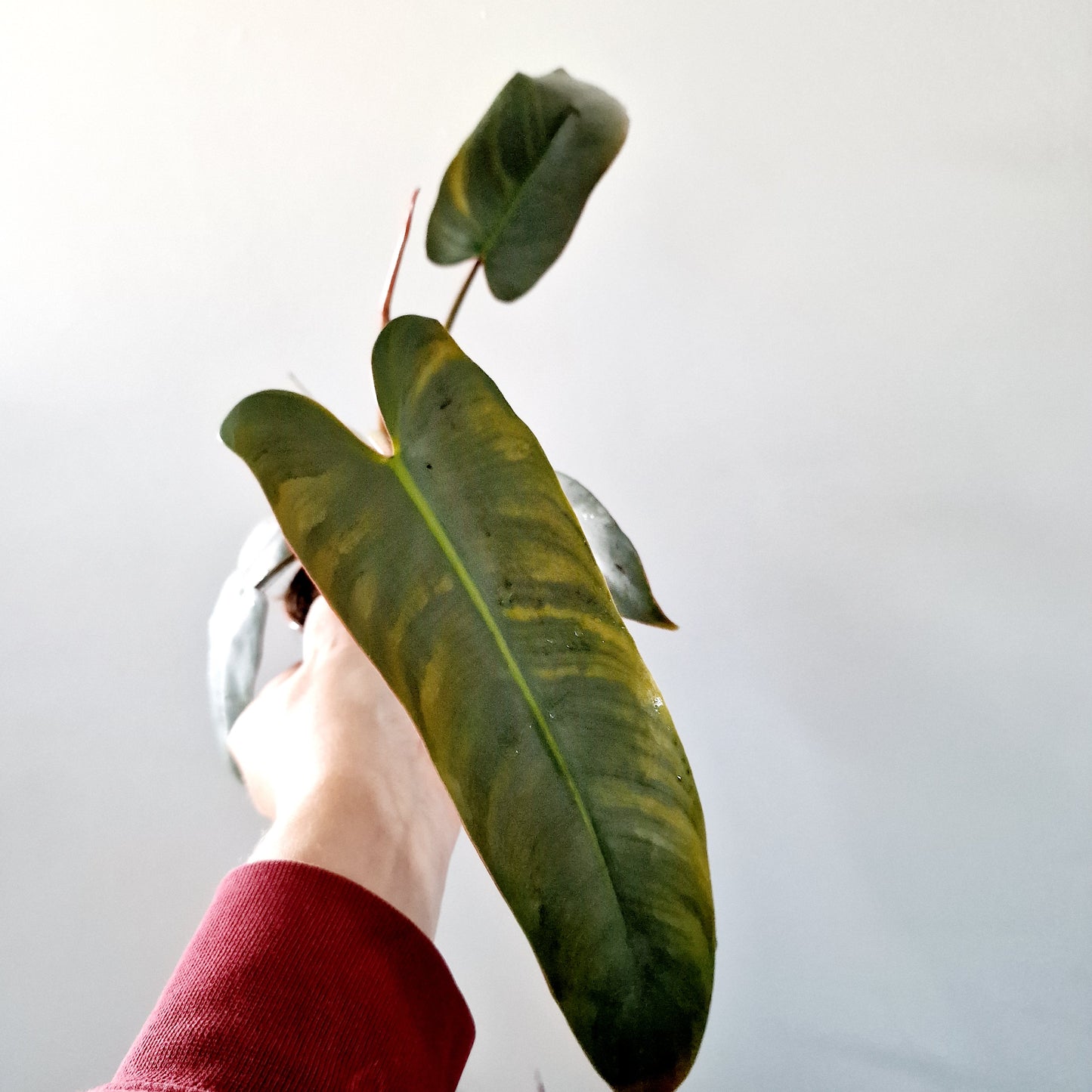 Philodendron Atabepoense Rare Houseplant 12cm pot