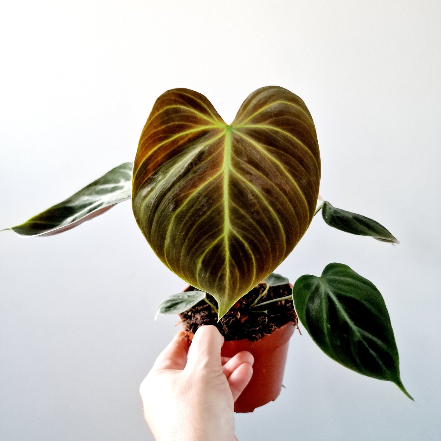 Philodendron El Chocco Red Rare Houseplant 12cm pot