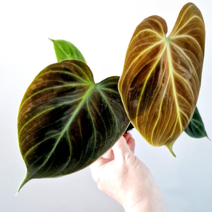 Philodendron El Chocco Red Rare Houseplant 12cm pot