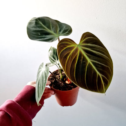 Philodendron El Chocco Red Rare Houseplant 12cm pot