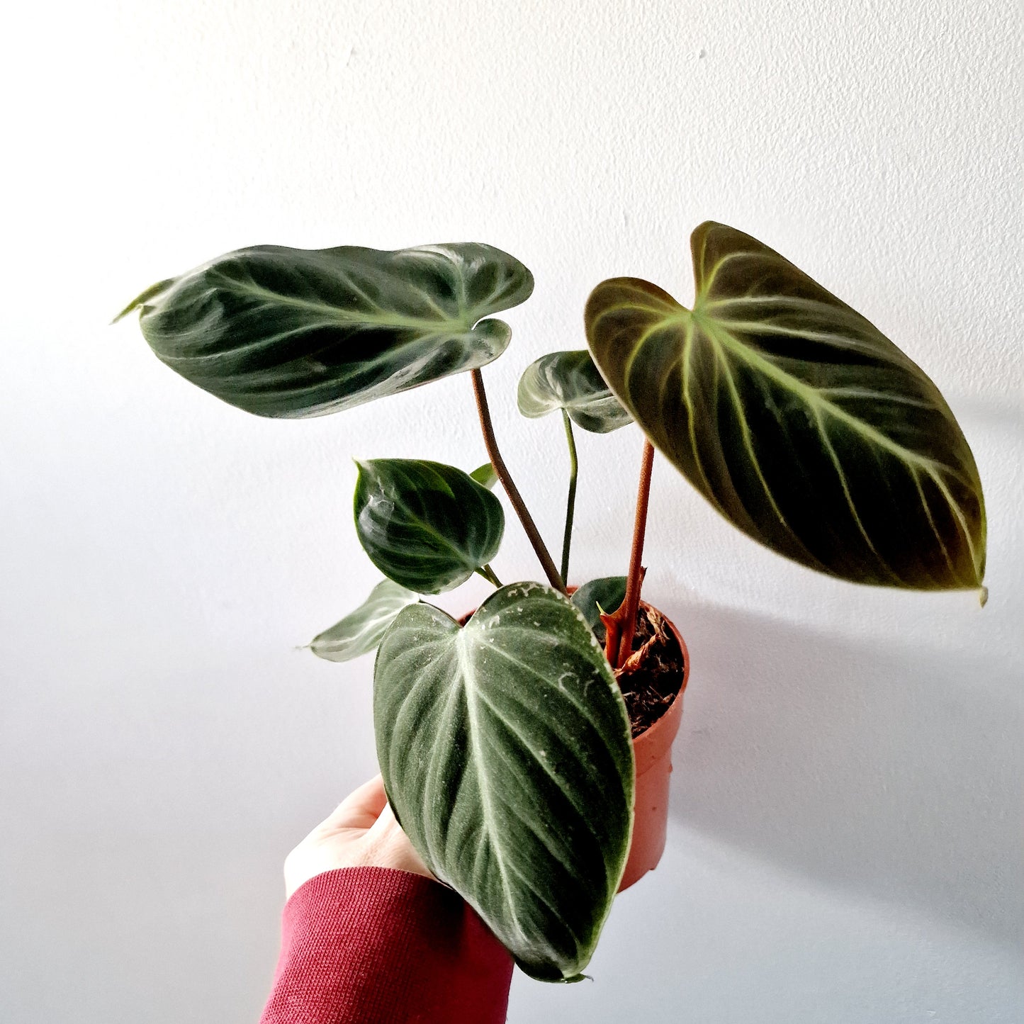 Philodendron El Chocco Red Rare Houseplant 12cm pot