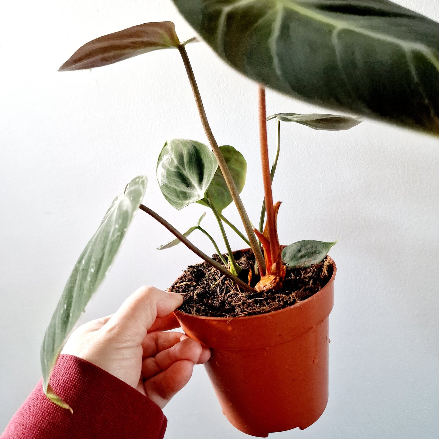 Philodendron El Chocco Red Rare Houseplant 12cm pot