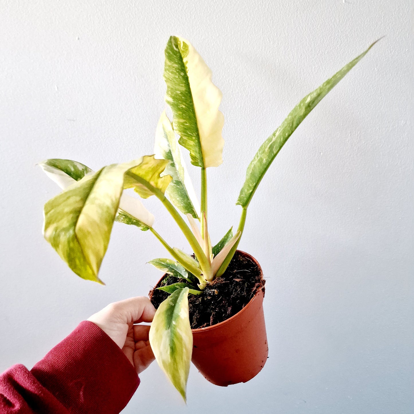 Philodendron Ring of Fire Houseplant 12cm pot