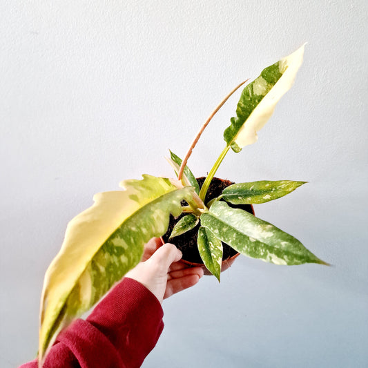 Philodendron Ring of Fire Houseplant 12cm pot