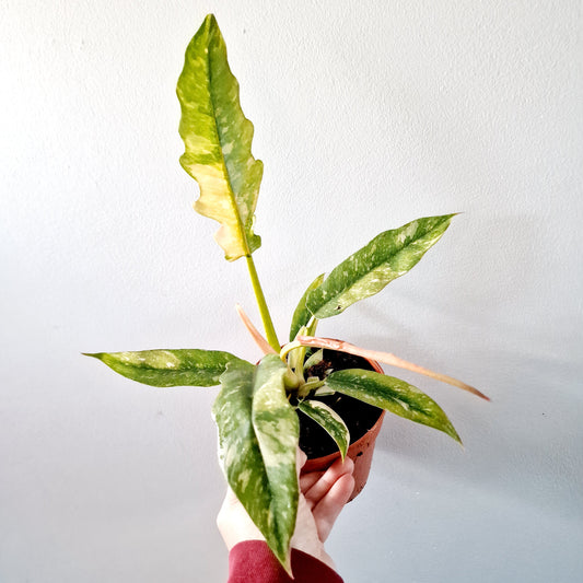 Philodendron Ring of Fire Houseplant 12cm pot