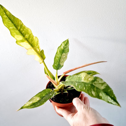 Philodendron Ring of Fire Houseplant 12cm pot