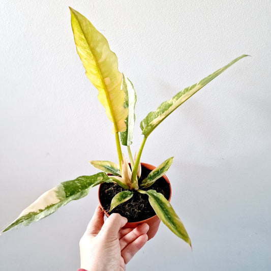 Philodendron Ring of Fire Houseplant 12cm pot