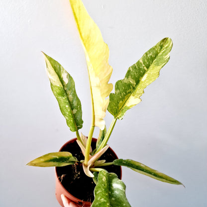 Philodendron Ring of Fire Houseplant 12cm pot