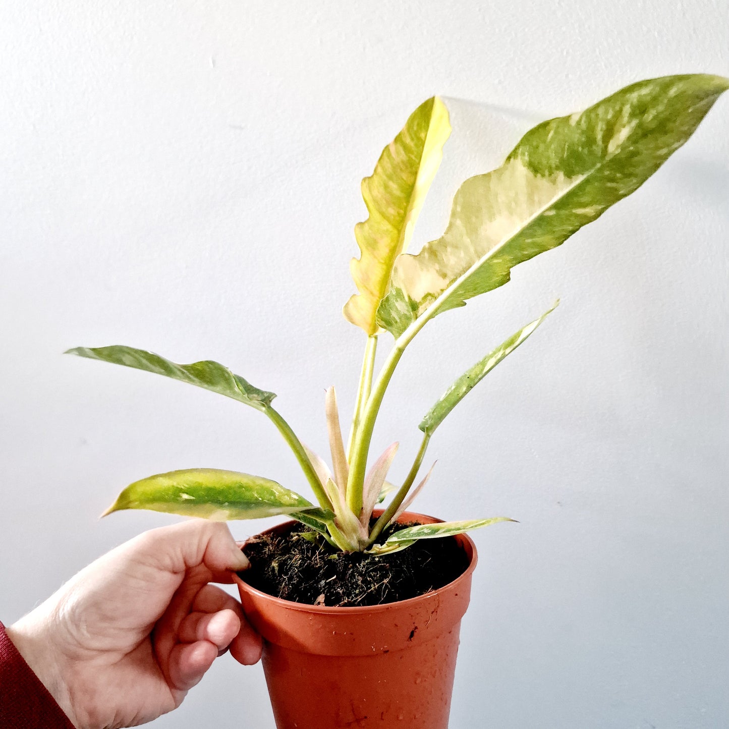 Philodendron Ring of Fire Houseplant 12cm pot