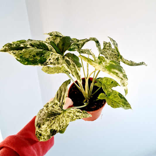 Syngonium Mottled Mojito Houseplant 12cm pot has more than one plant in the pot