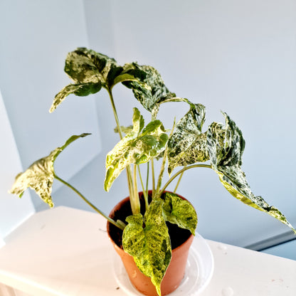 Syngonium Mottled Mojito Houseplant 12cm pot has more than one plant in the pot