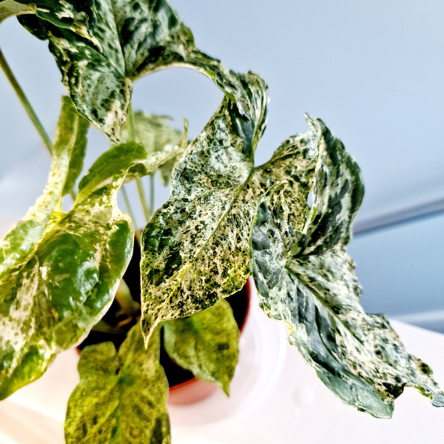 Syngonium Mottled Mojito Houseplant 12cm pot has more than one plant in the pot