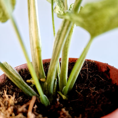 Syngonium Mottled Mojito Houseplant 12cm pot has more than one plant in the pot