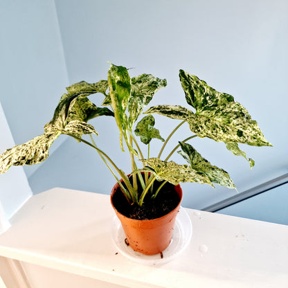 Syngonium Mottled Mojito Houseplant 12cm pot has more than one plant in the pot