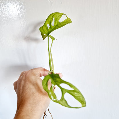 Monstera Adansonii Variegated reverted rooted cutting