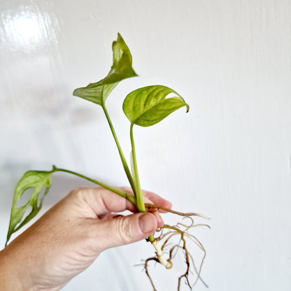 Monstera Adansonii Variegated reverted rooted cutting