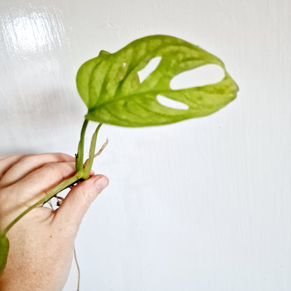 Monstera Adansonii Variegated reverted rooted cutting