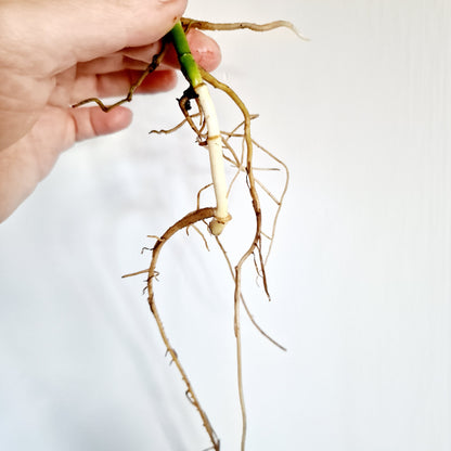 Monstera Adansonii Variegated reverted rooted cutting