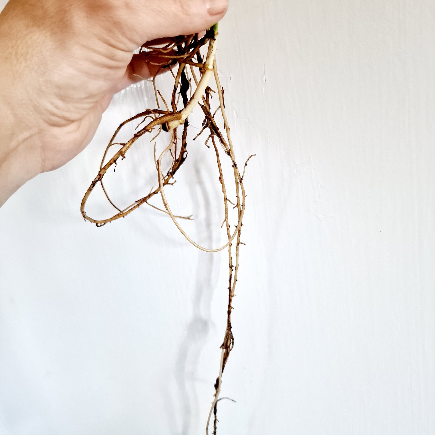 Monstera Adansonii Variegated reverted rooted cutting