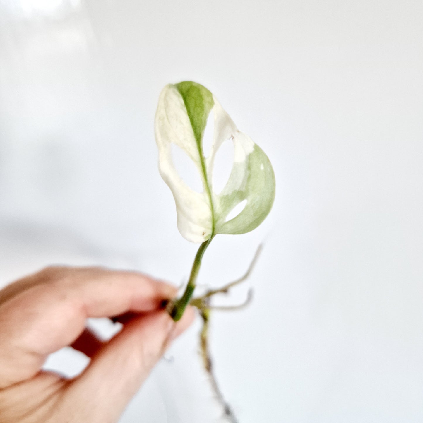 Monstera Adansonii Variegated rooted cutting