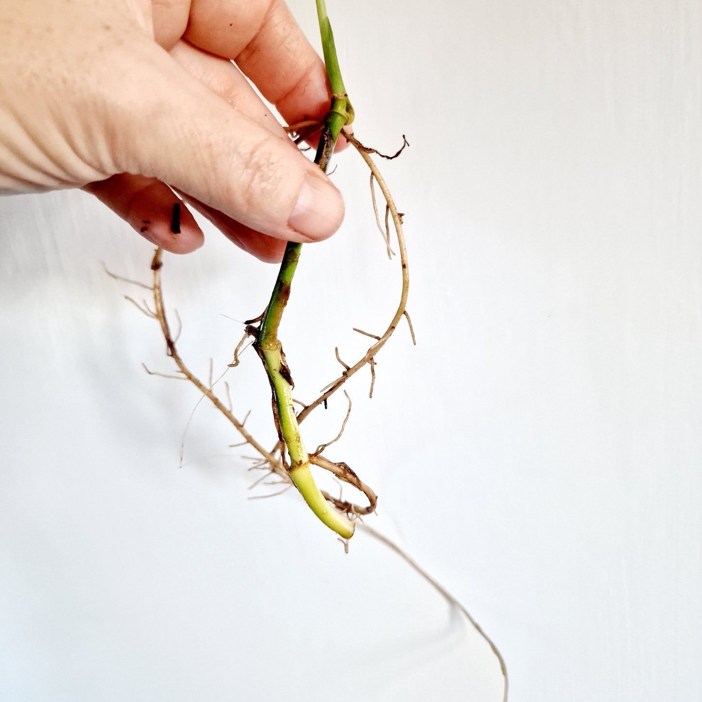 Monstera Adansonii Variegated rooted cutting