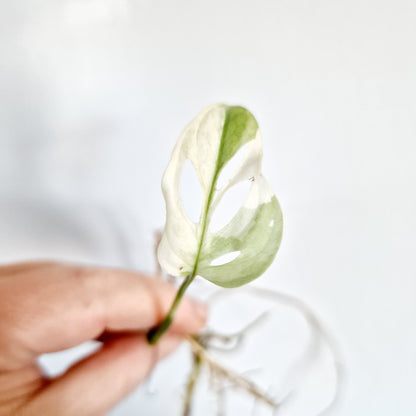 Monstera Adansonii Variegated rooted cutting