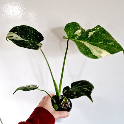 Monstera Thai Constellation Houseplant 9cm pot (e)