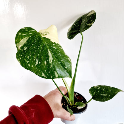 Monstera Thai Constellation Houseplant 9cm pot (d)