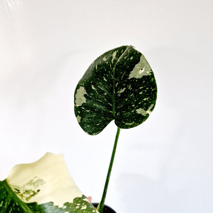 Monstera Thai Constellation Houseplant 9cm pot (d)