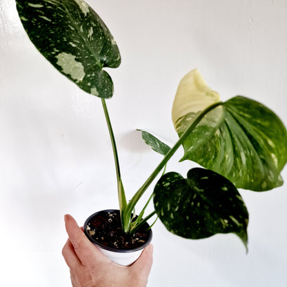 Monstera Thai Constellation Houseplant 9cm pot (d)