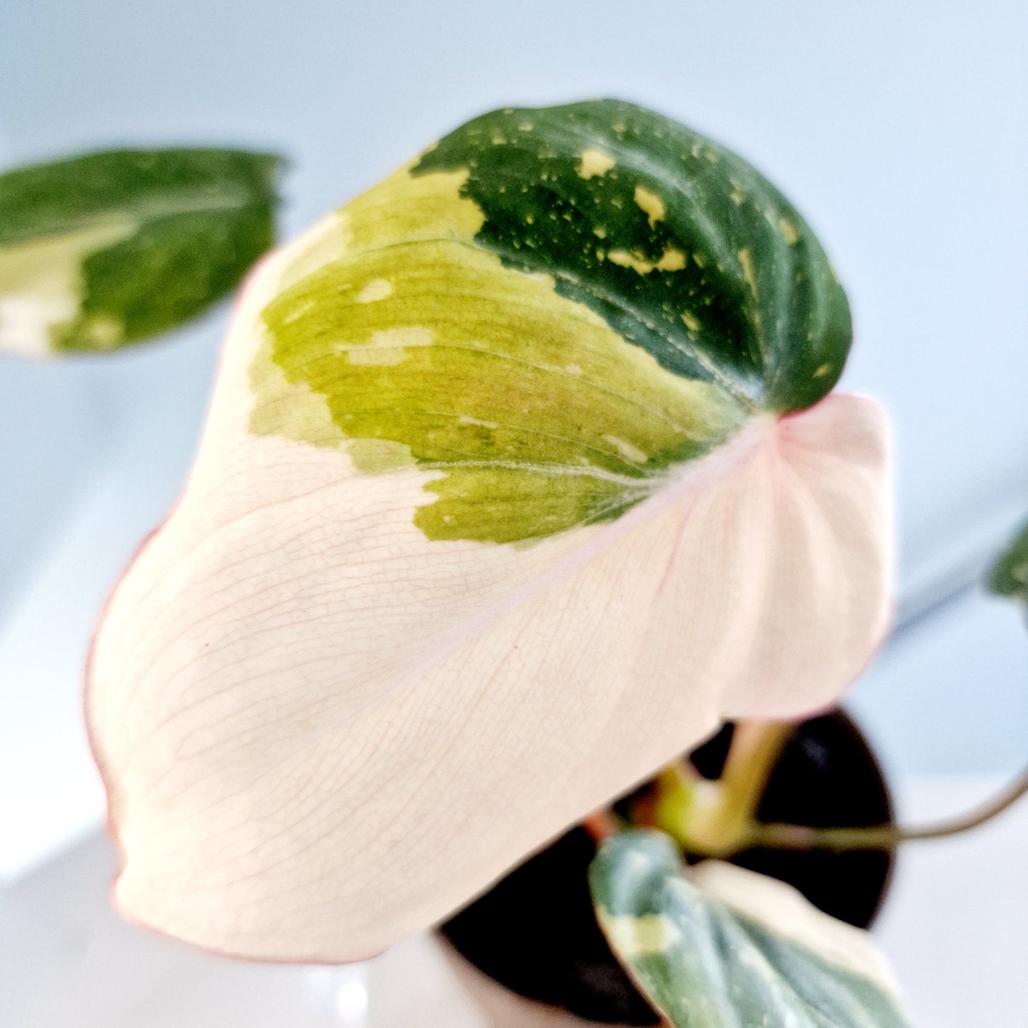 Philodendron Gloriosum Tricolor Variegated Rare Houseplant 13cm pot