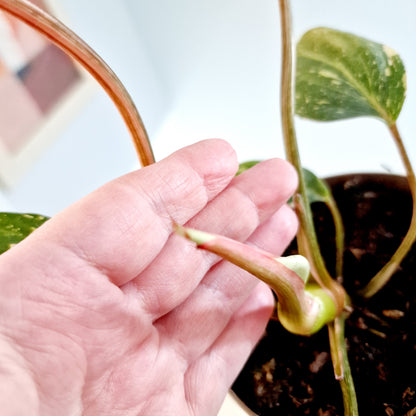 Philodendron Gloriosum Tricolor Variegated Rare Houseplant 13cm pot