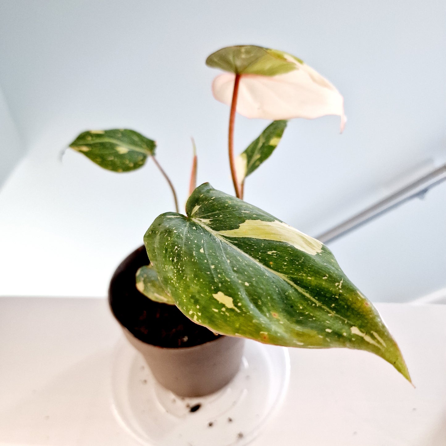 Philodendron Gloriosum Tricolor Variegated Rare Houseplant 13cm pot