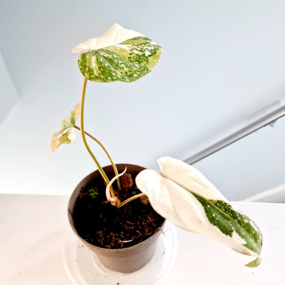 Philodendron Gloriosum Tricolor Variegated Rare Houseplant 13cm pot