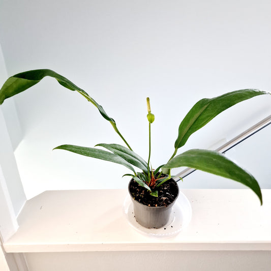 Anthurium Bakeri Rare Houseplant 12cm pot and multiple plants in the pot.