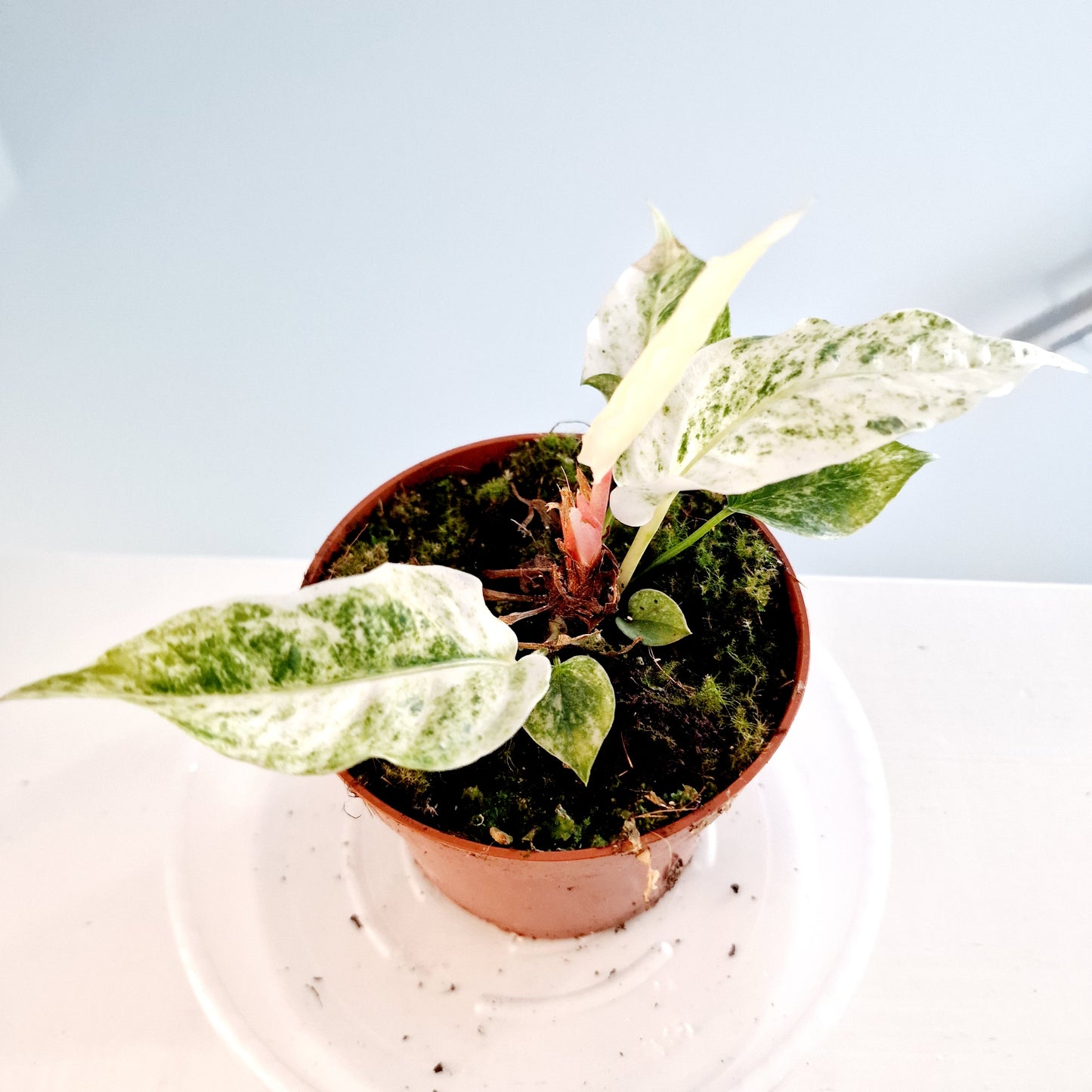 Anthurium Bonplandii Variegata Rare Houseplant 10.5cm pot (3)